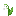 Lily Of The Valley